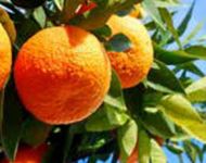Orangenhain in Kalabrien big